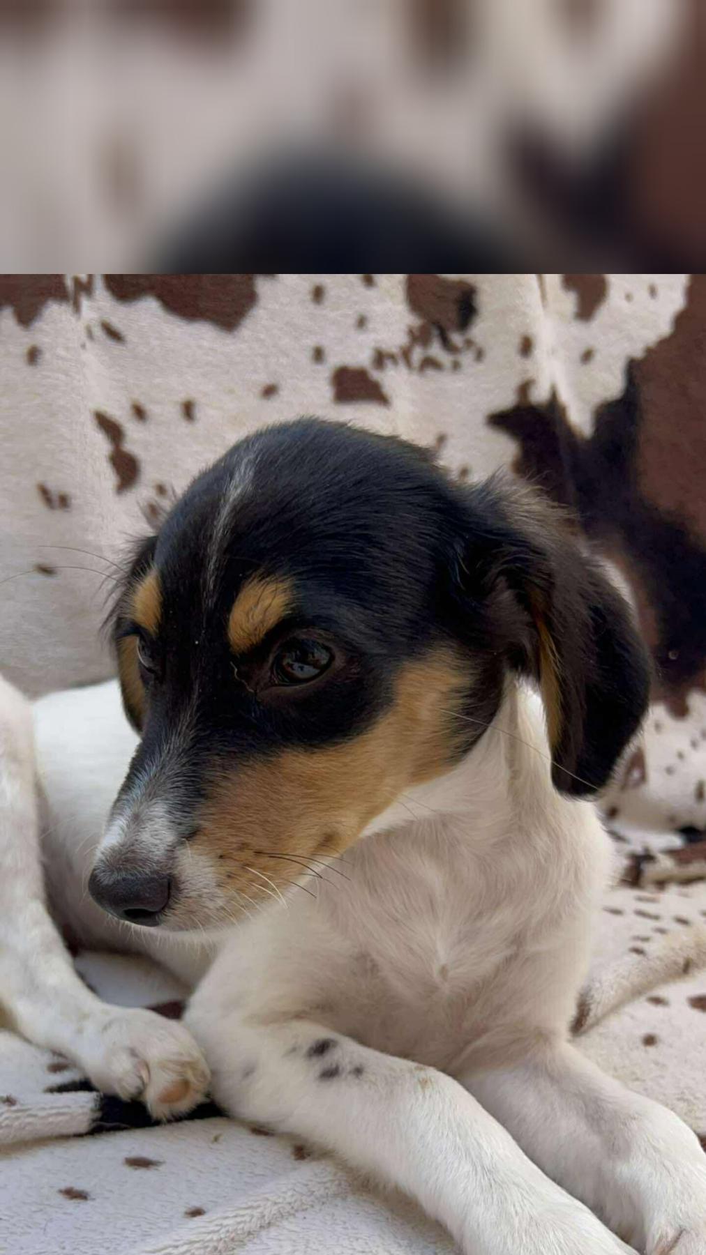 Molly