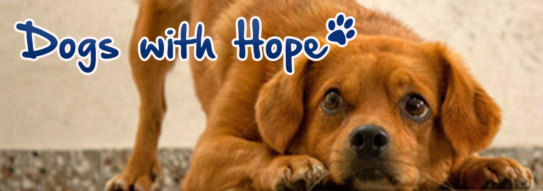 STICHTING DOGS WITH HOPE