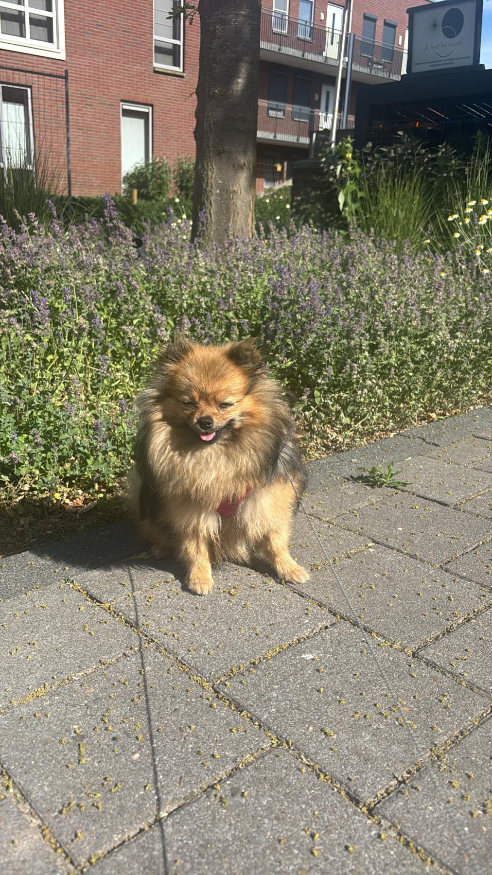 Nala