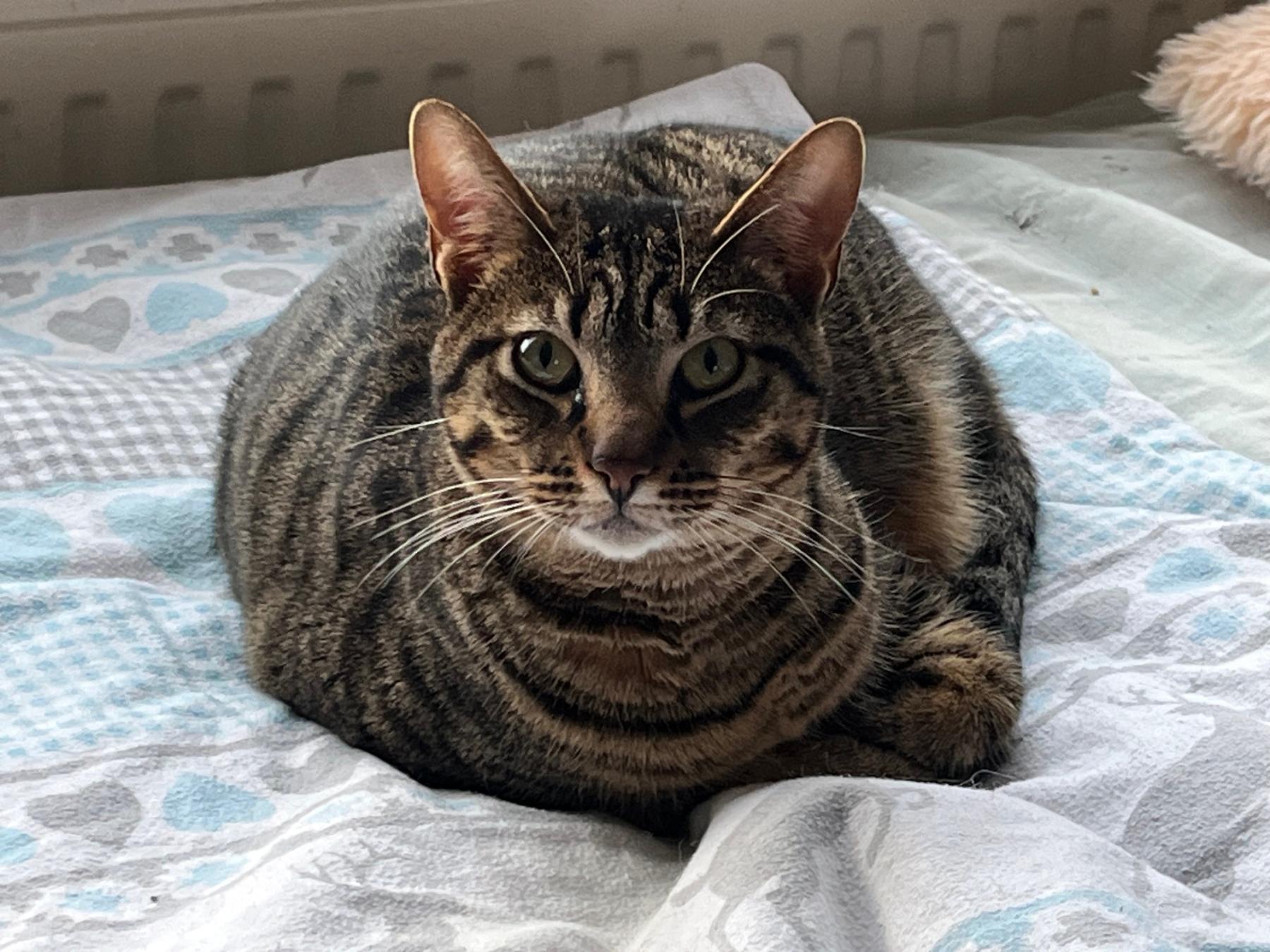 Nugget