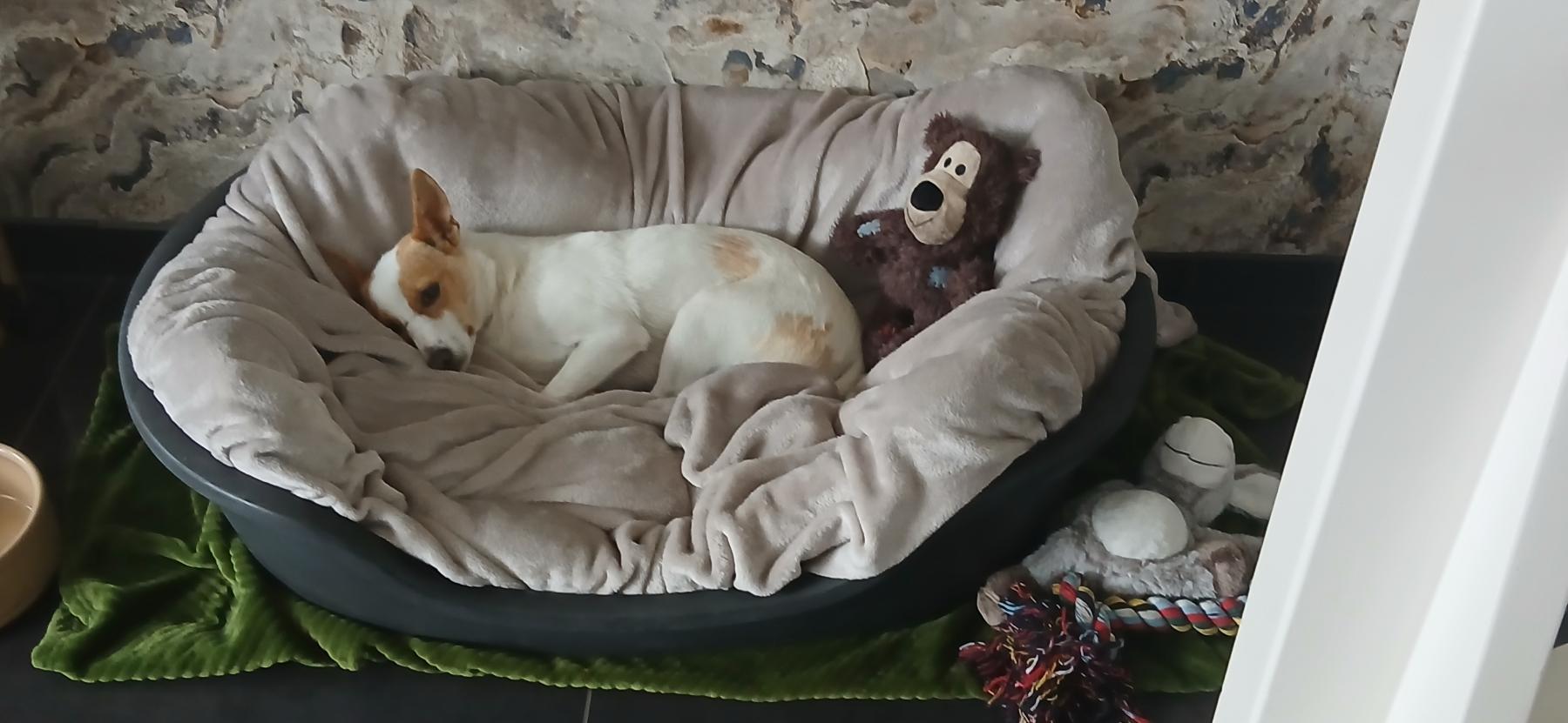 Ziva