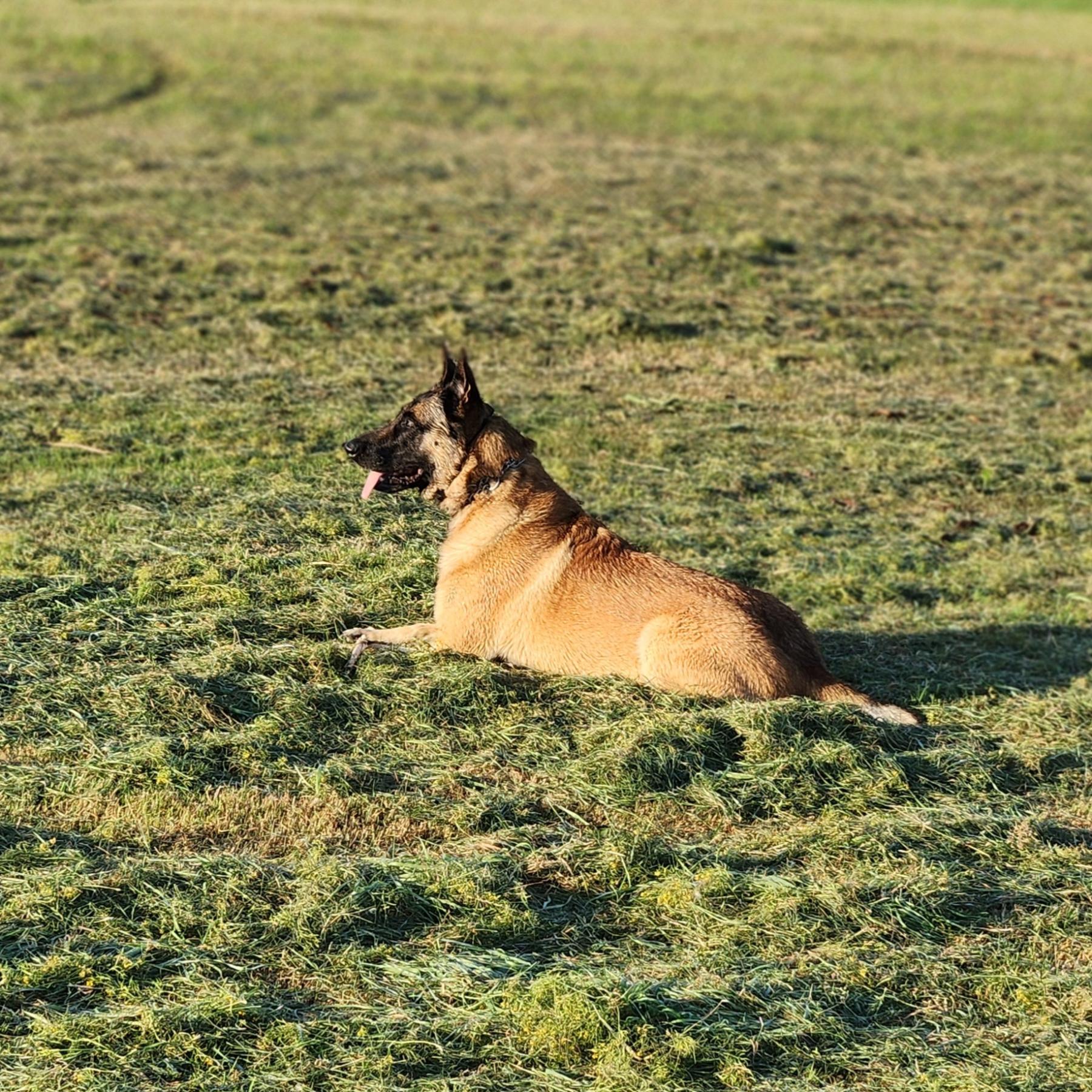 Sambo