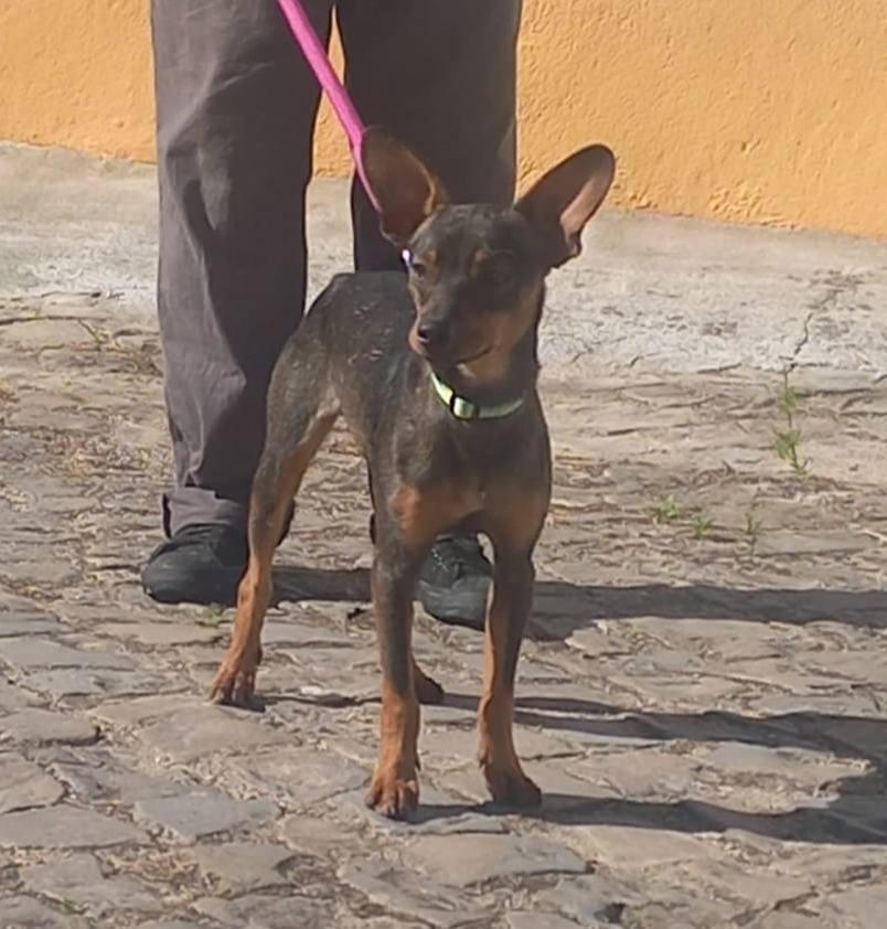 Kiko