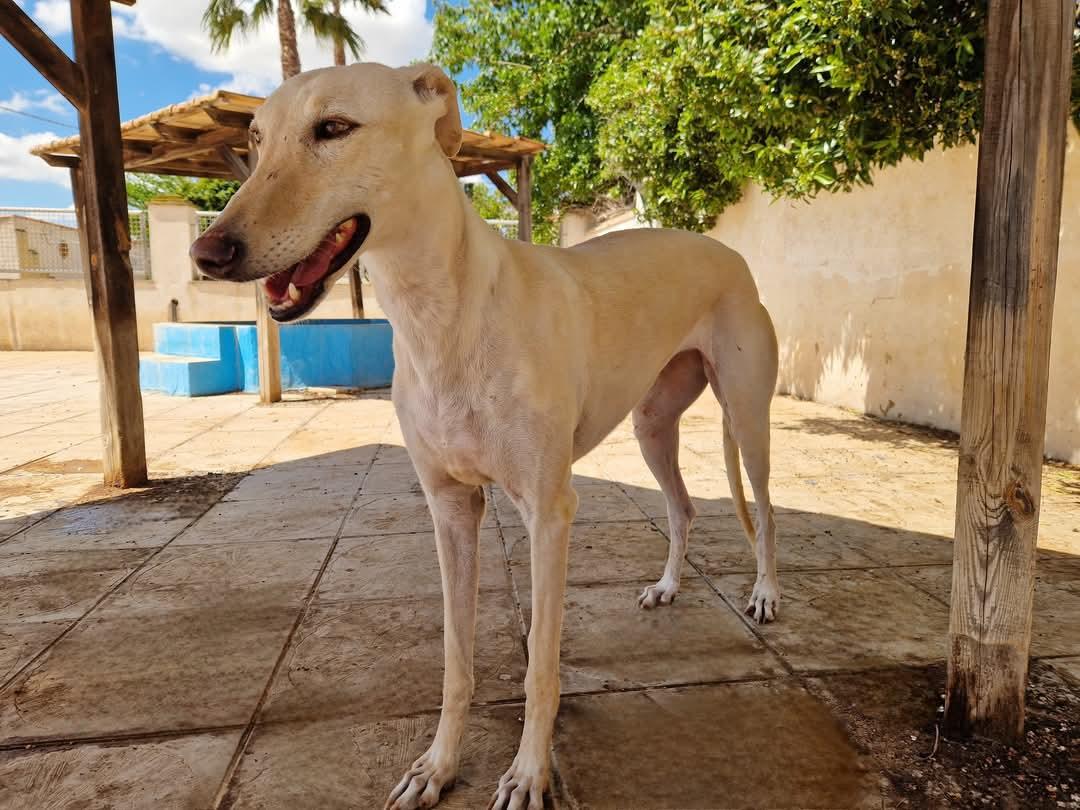 Chula