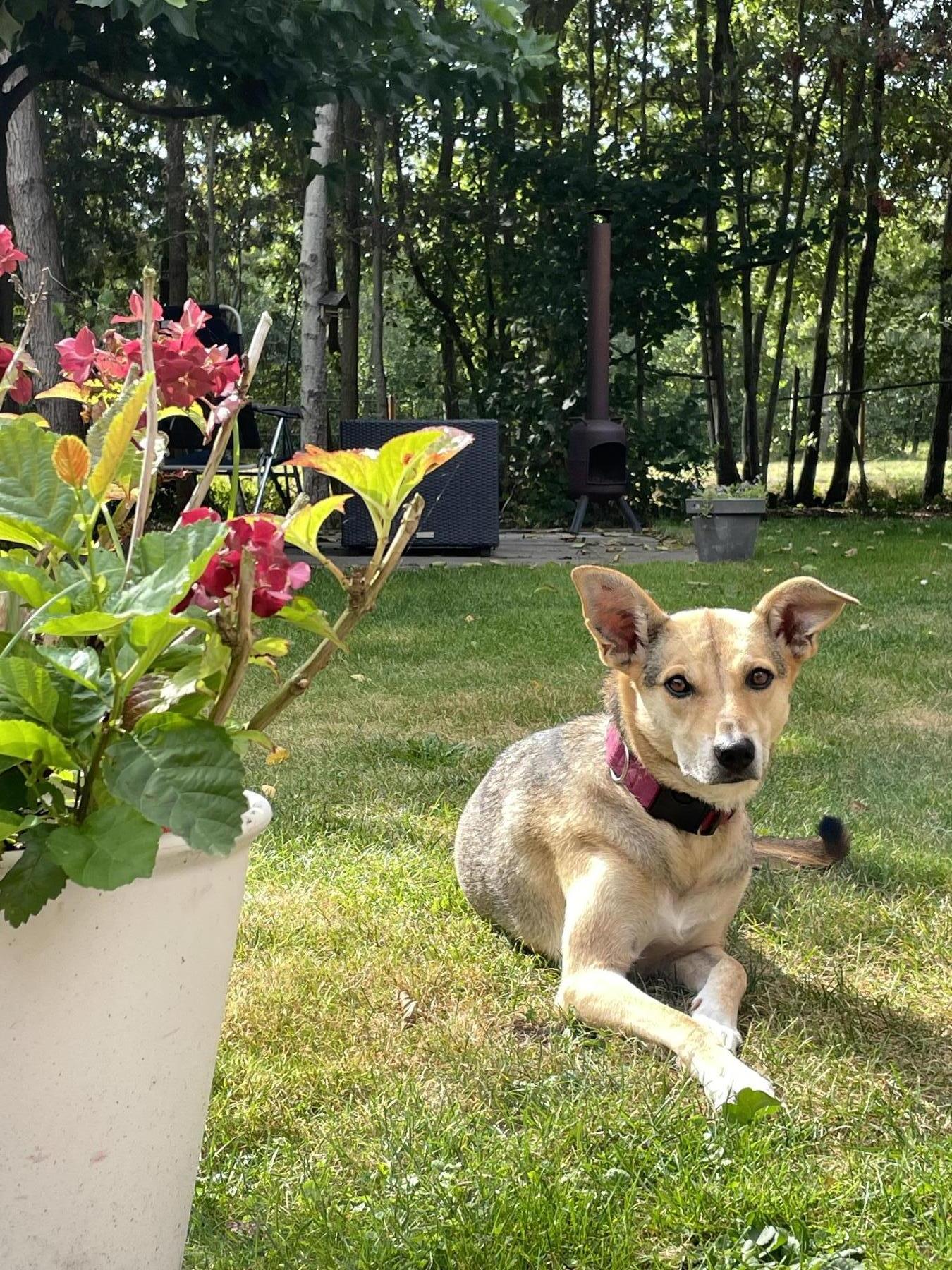 Bindi