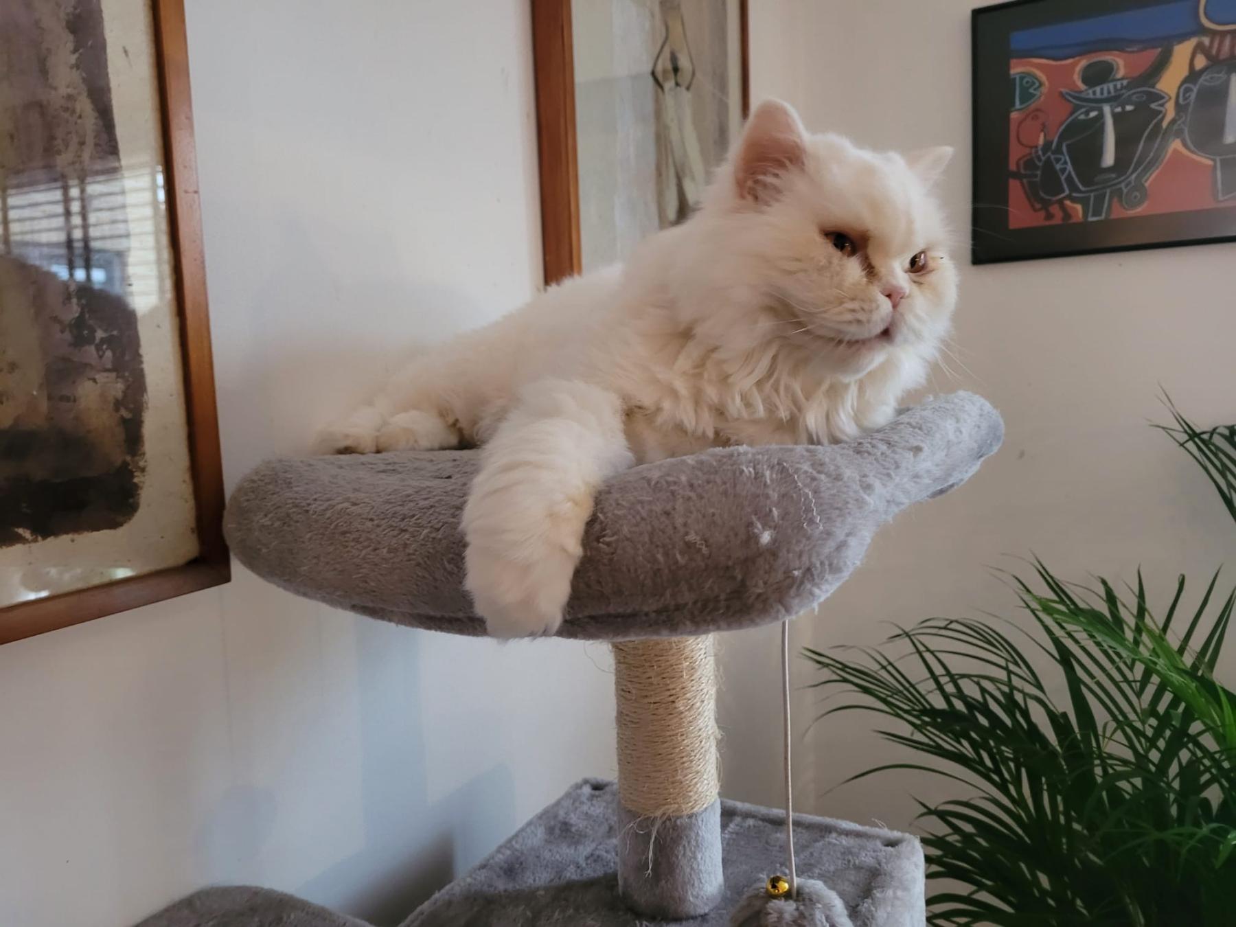 Bella