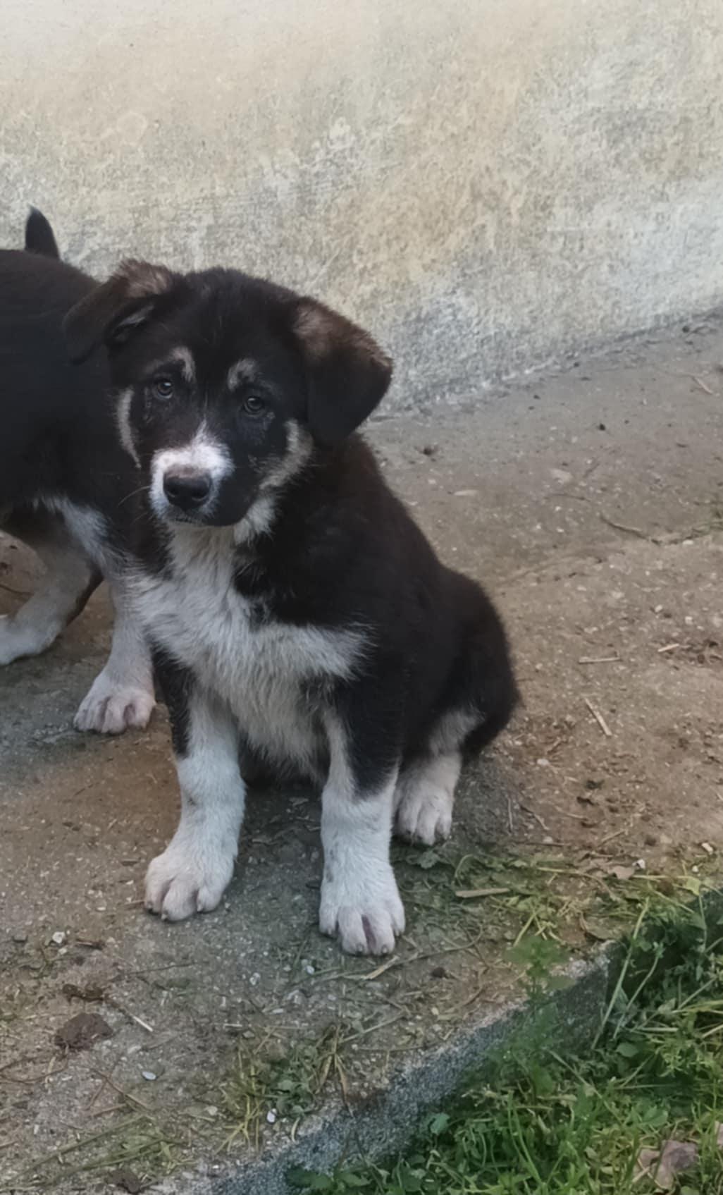 Zina