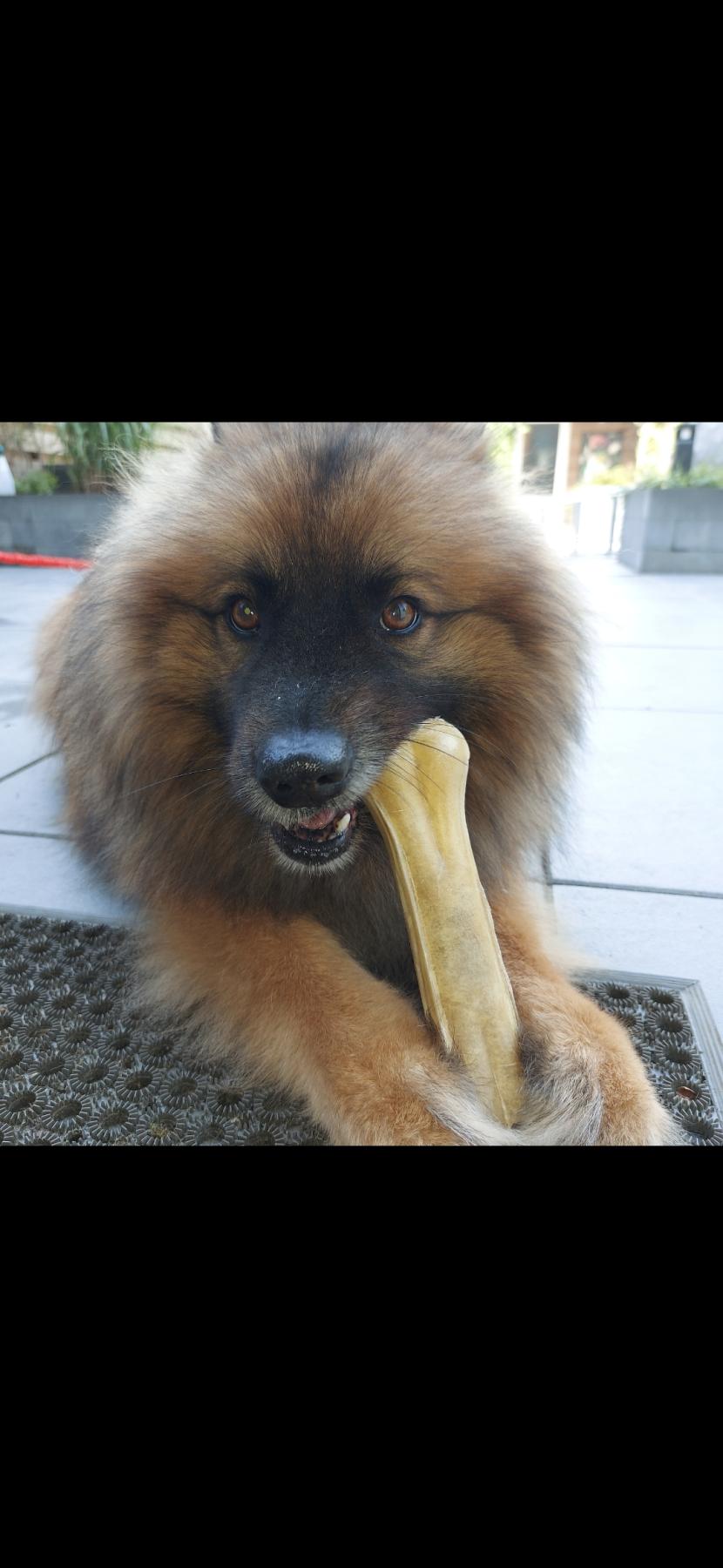 Simba