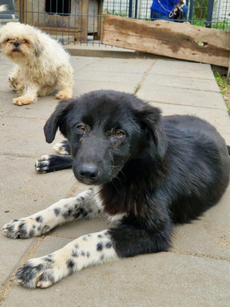 Benson