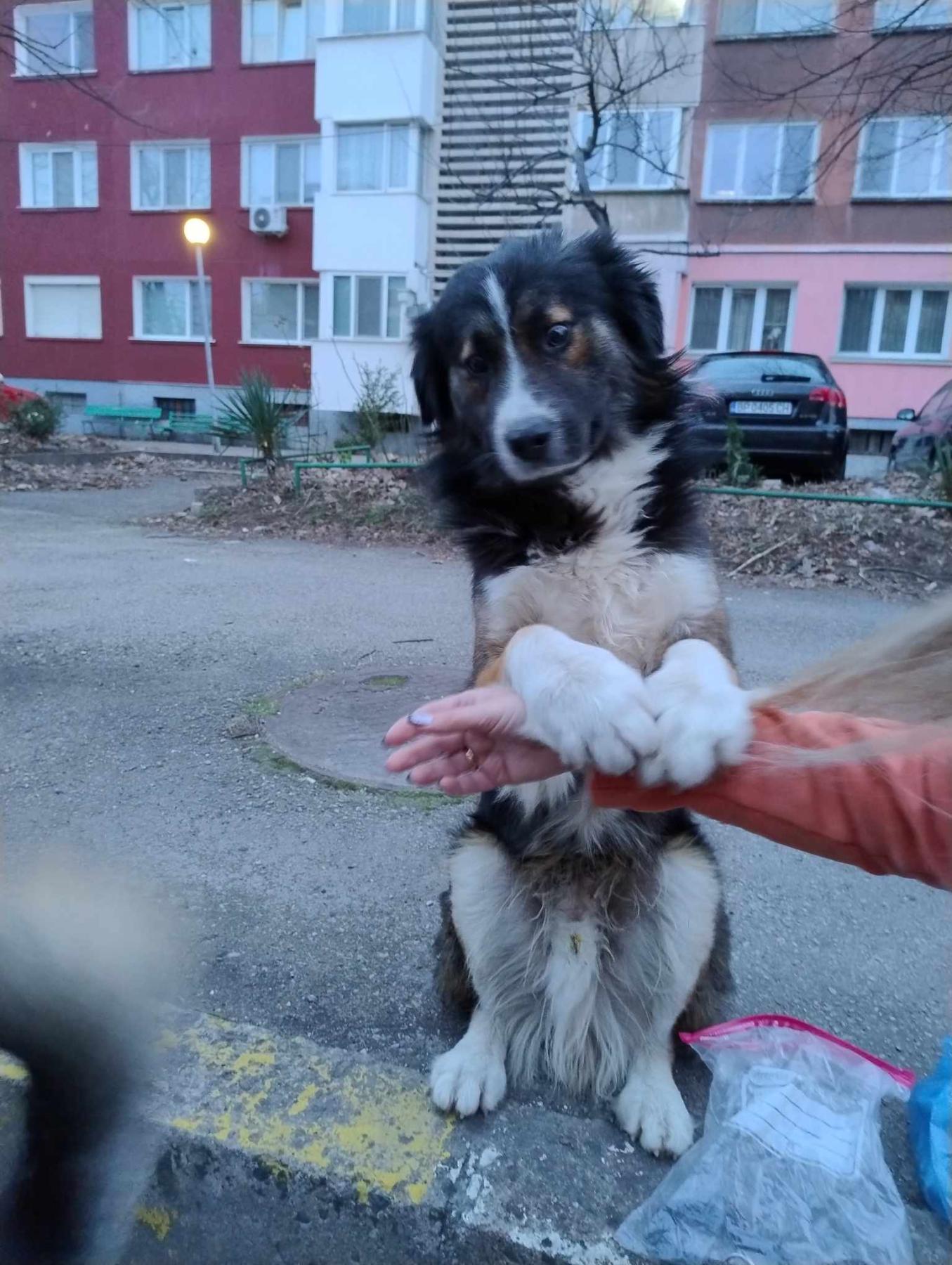 Dex