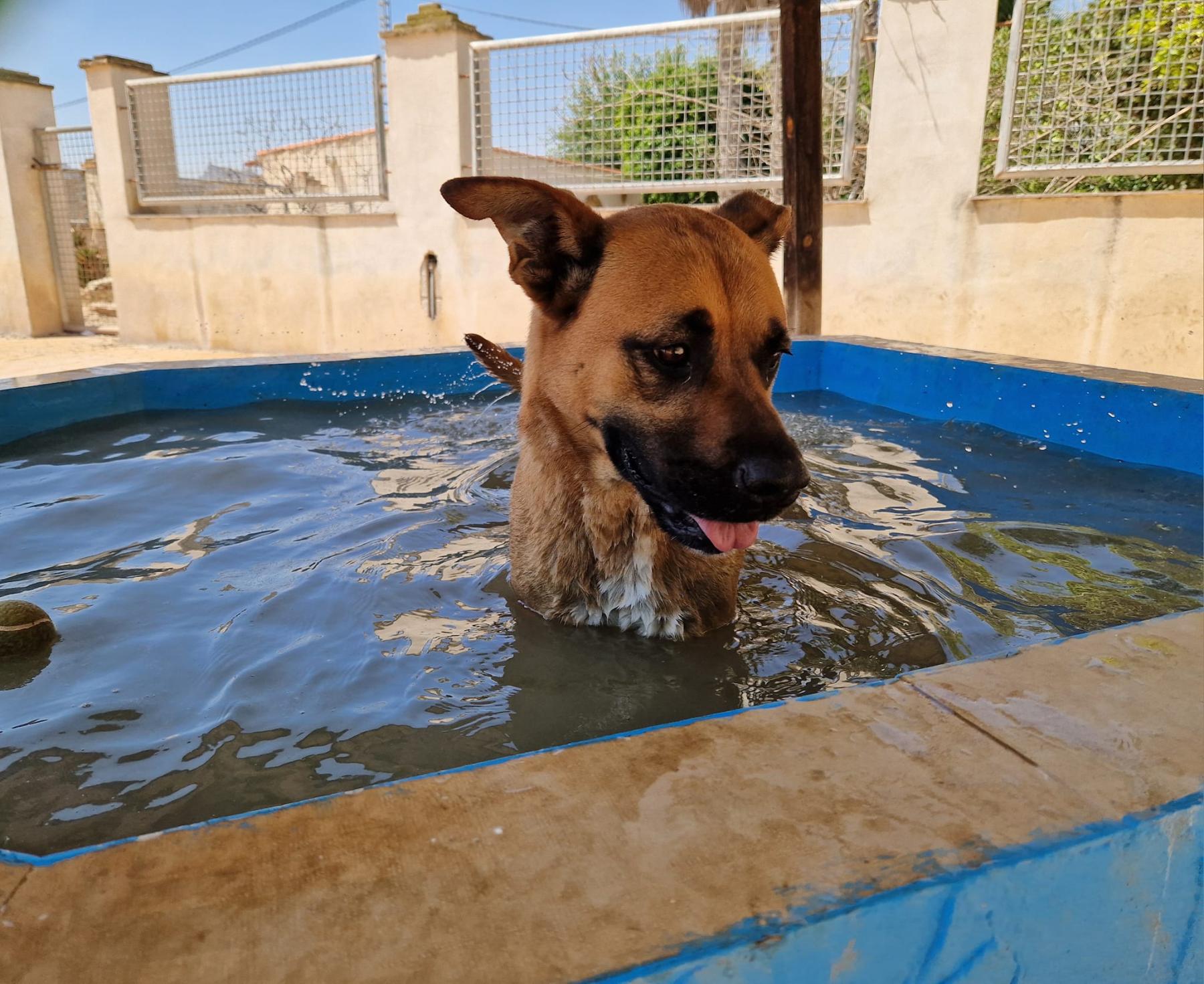 Kahlua