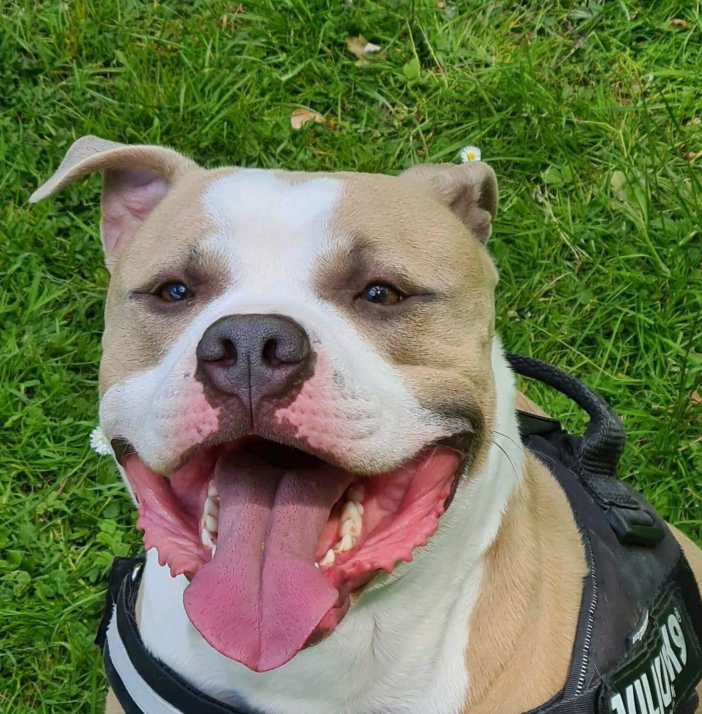 chico