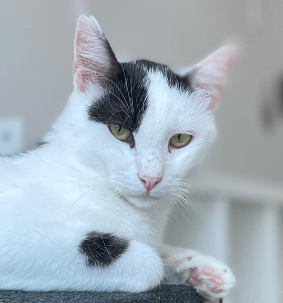 Archie