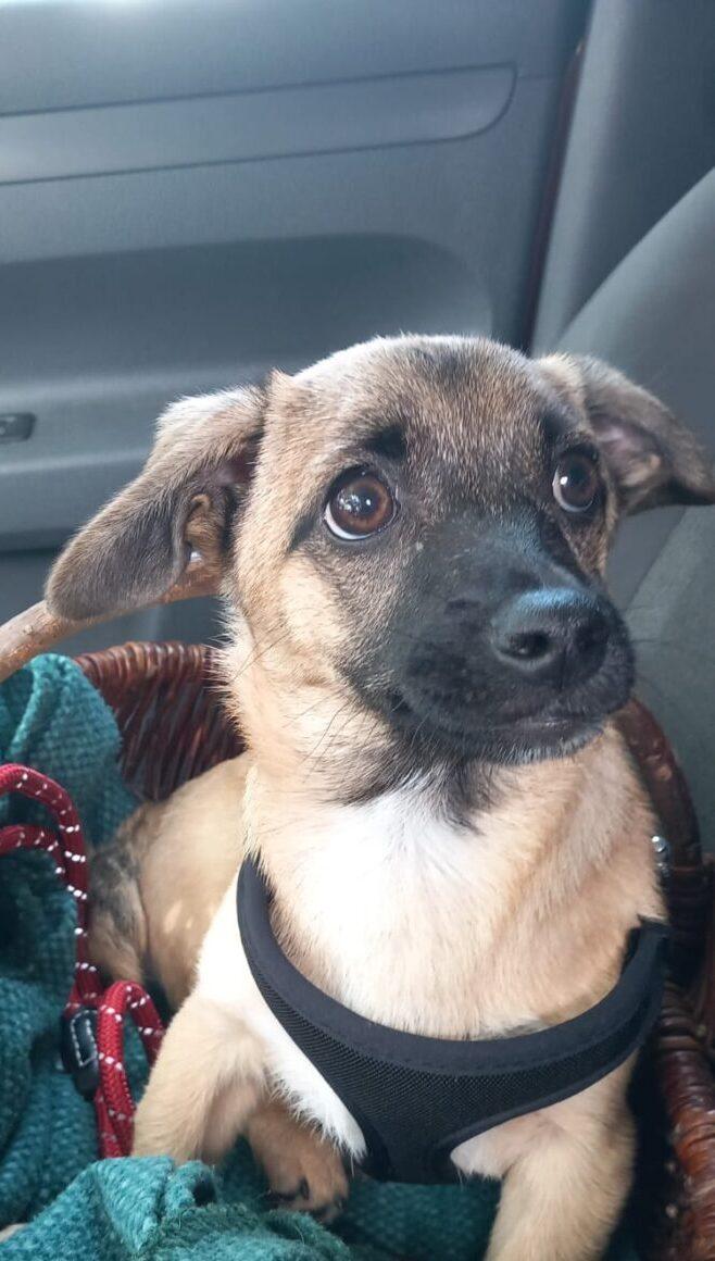 Gizmo