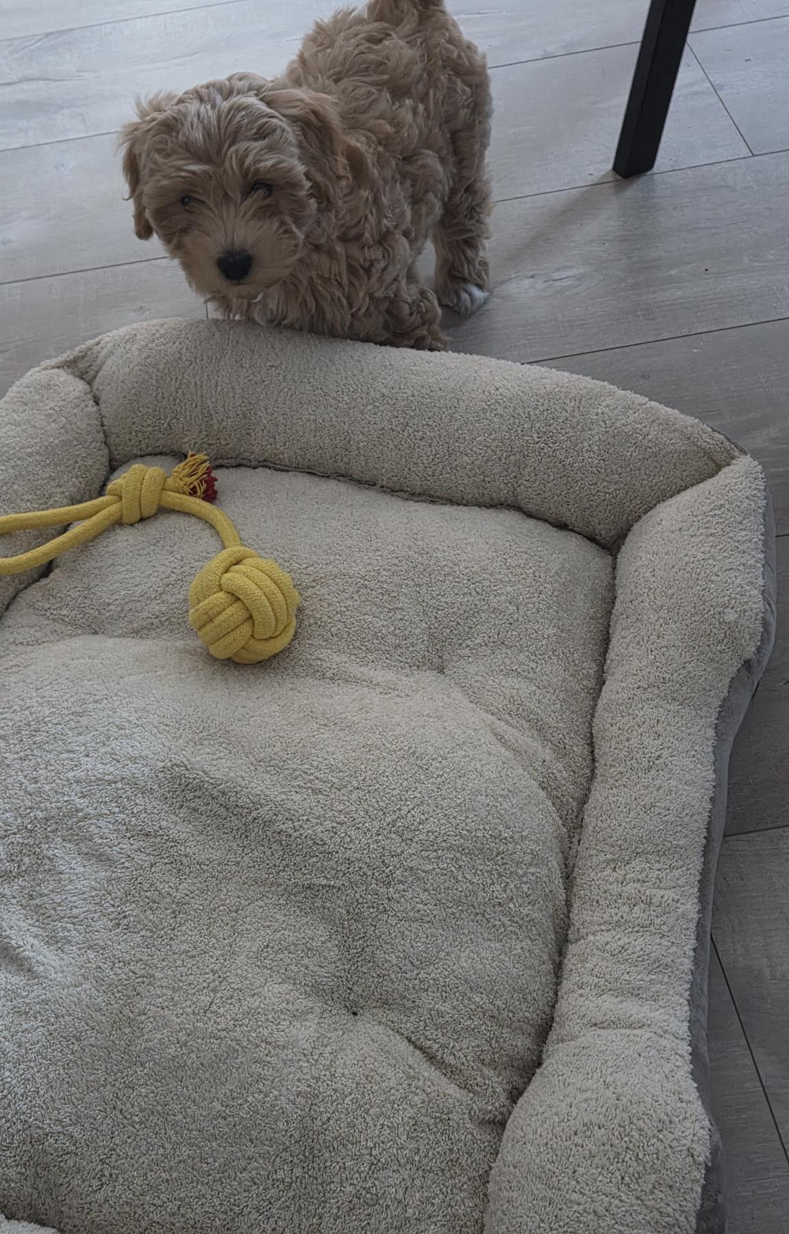 Lio