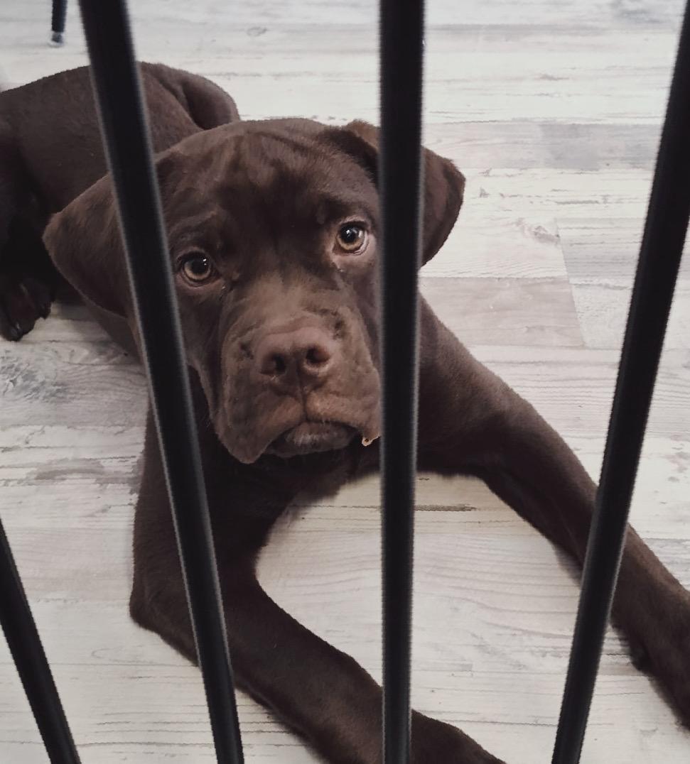 Loetje
