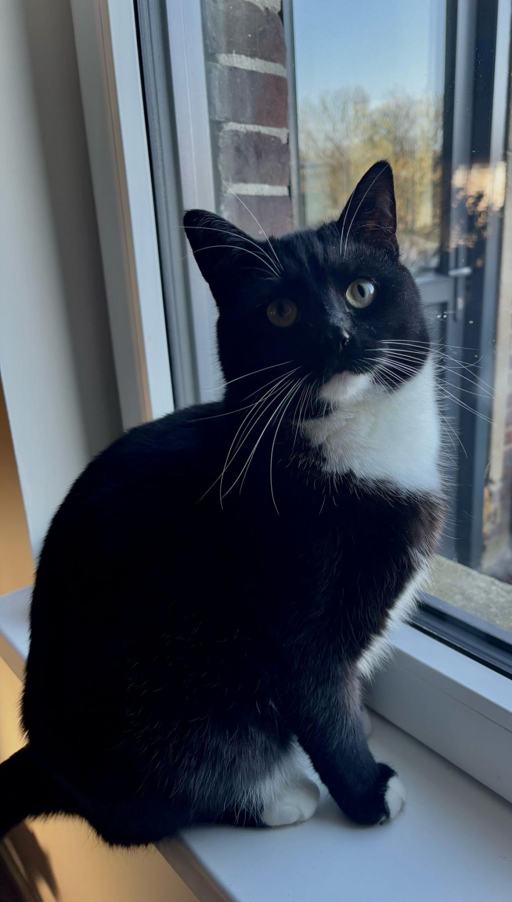 Alfons