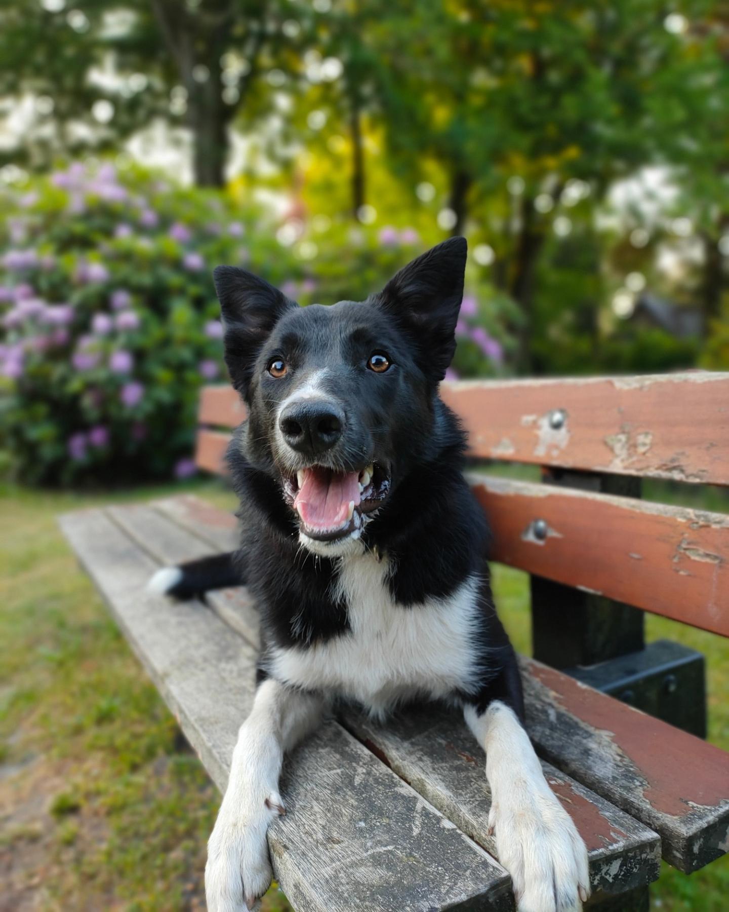 Milo