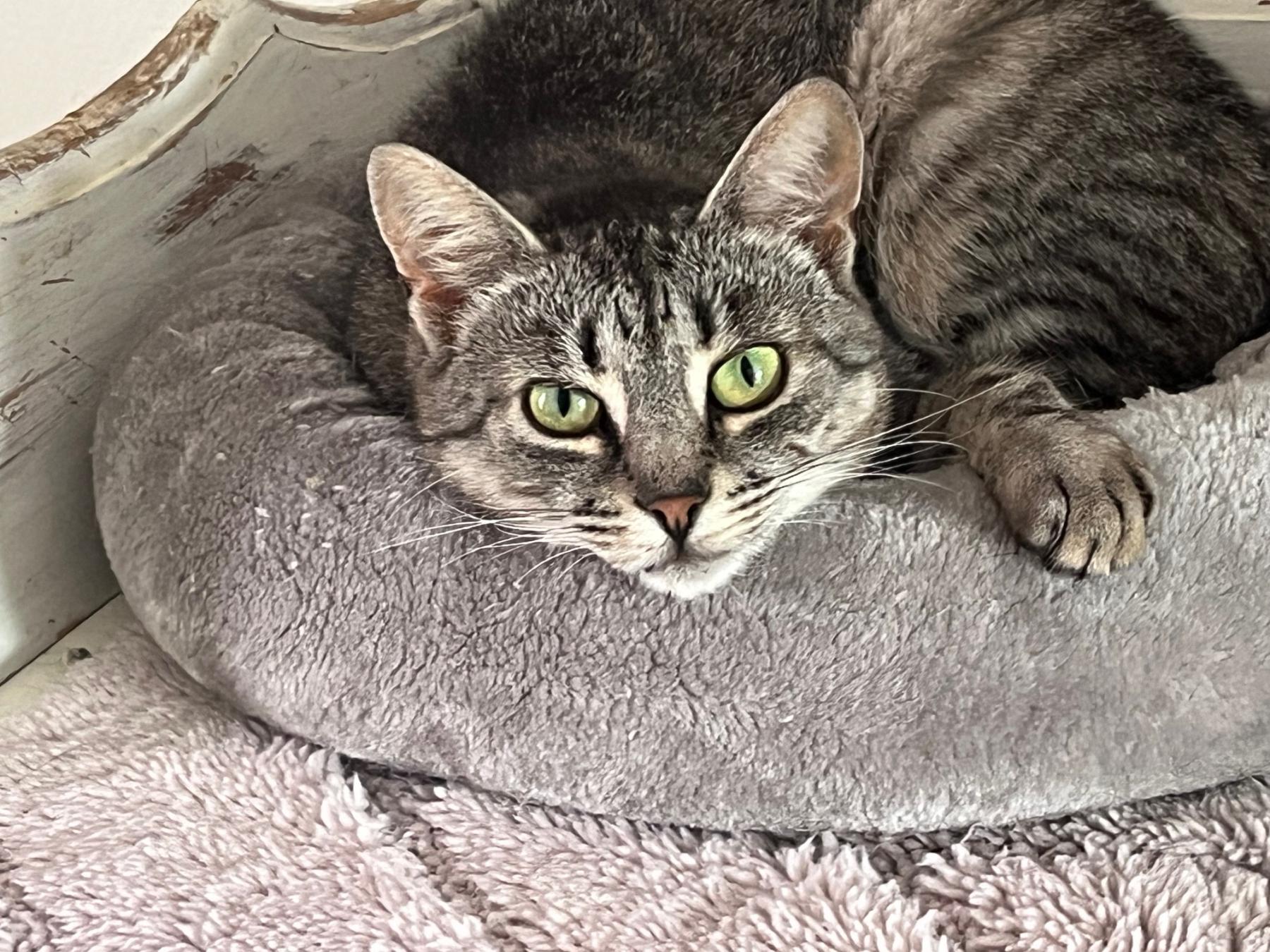 Tigera