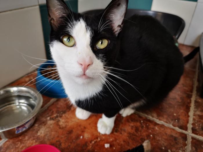 Figaro
