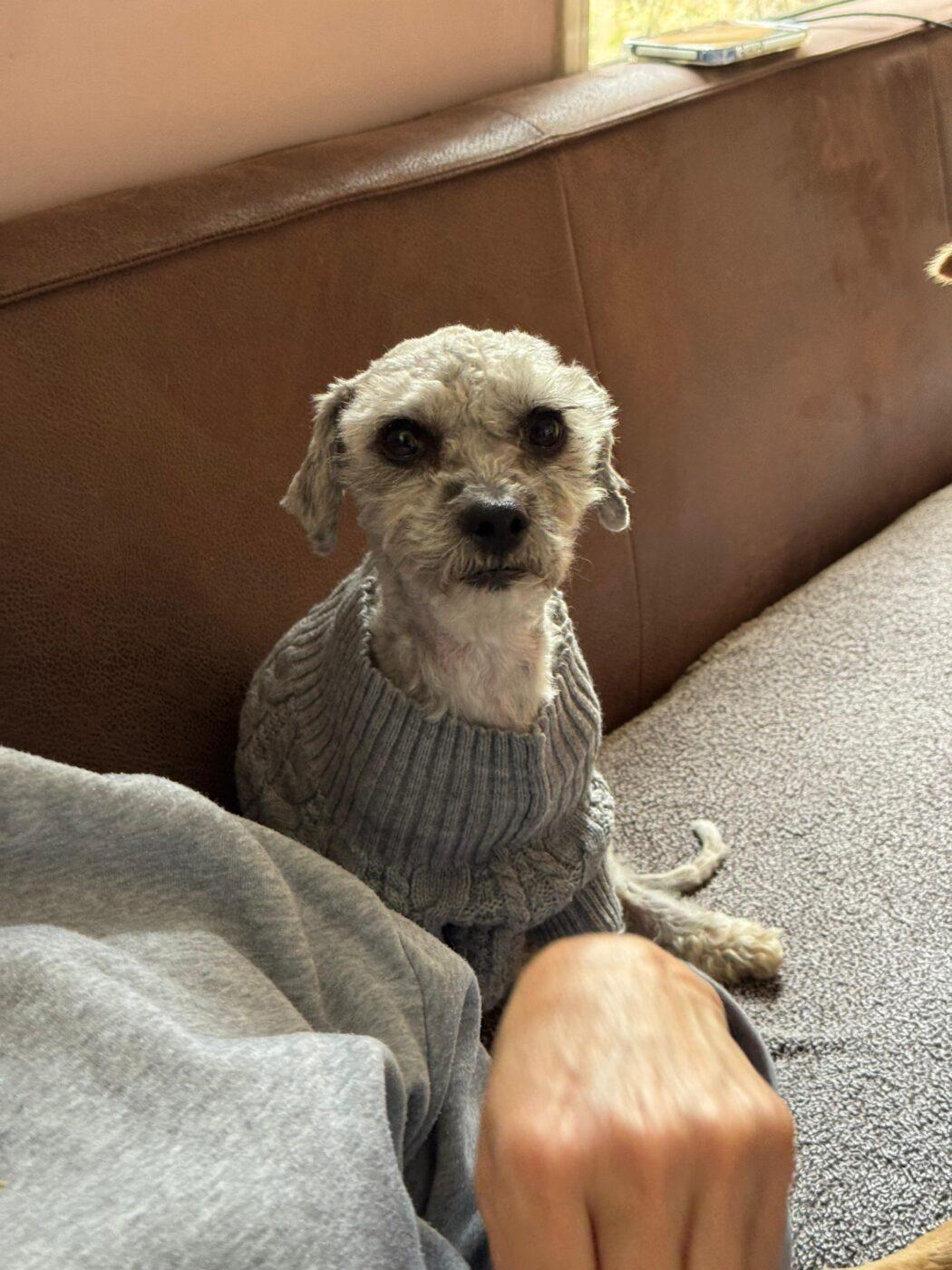 Peanut