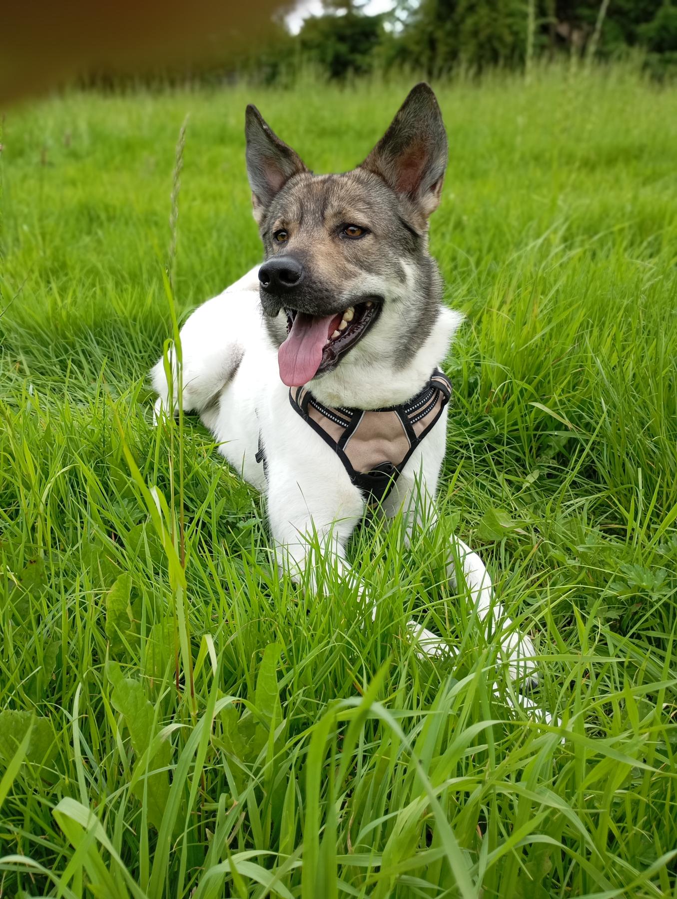 Axel