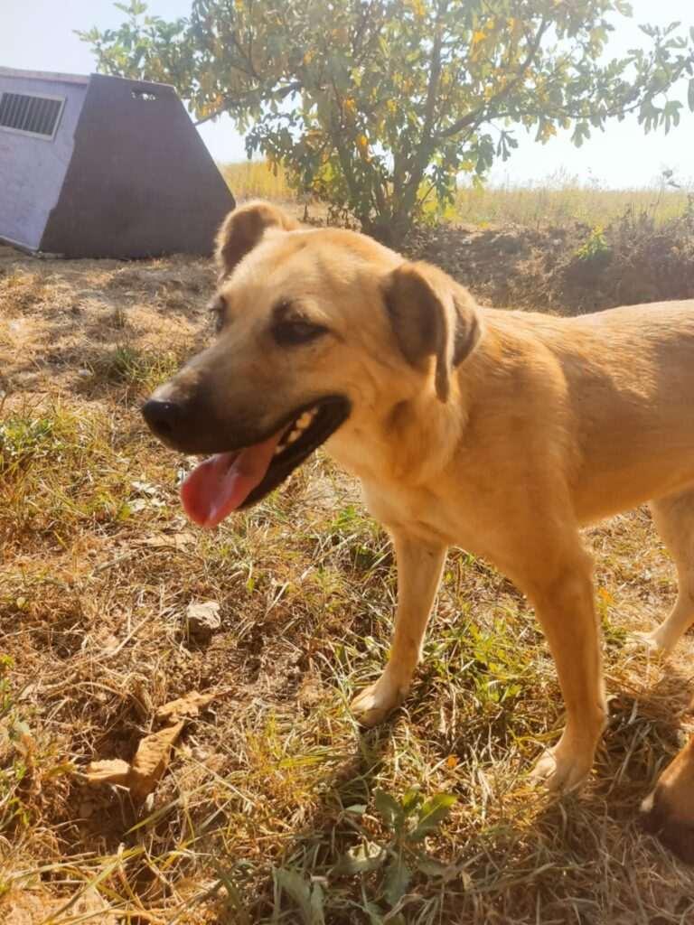Lulu