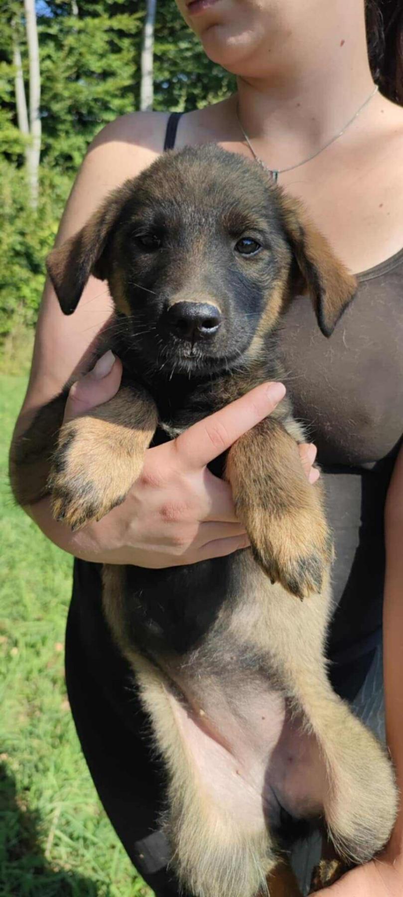 Xsyla