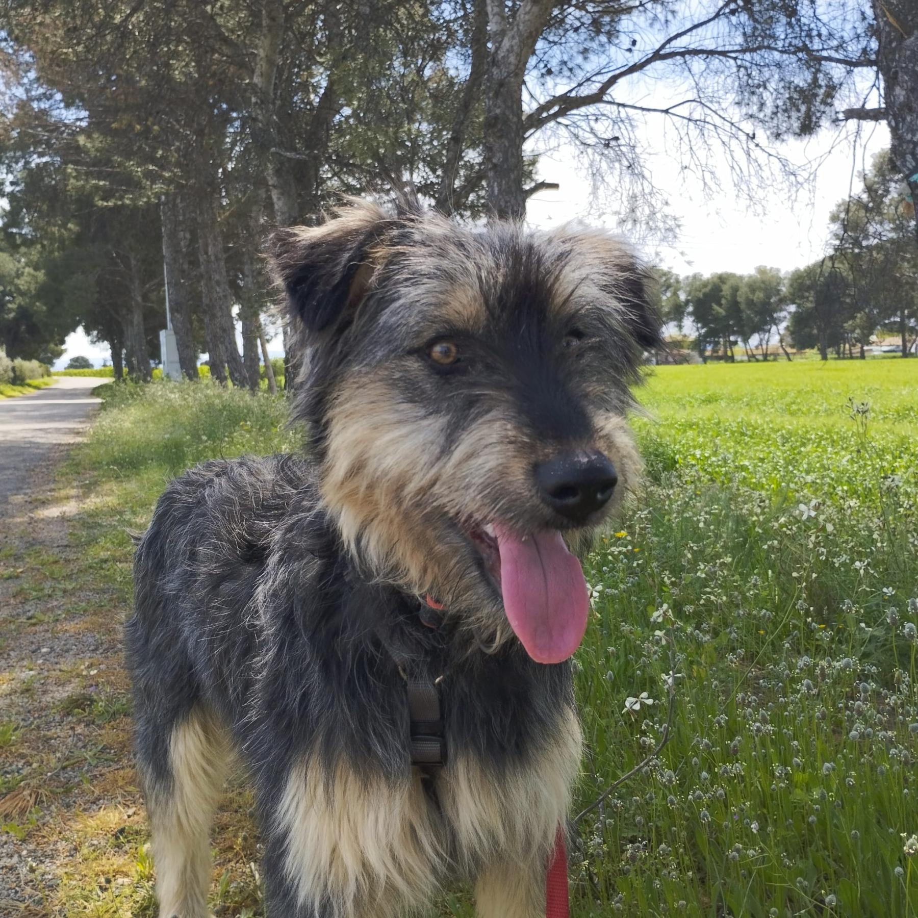 Archie