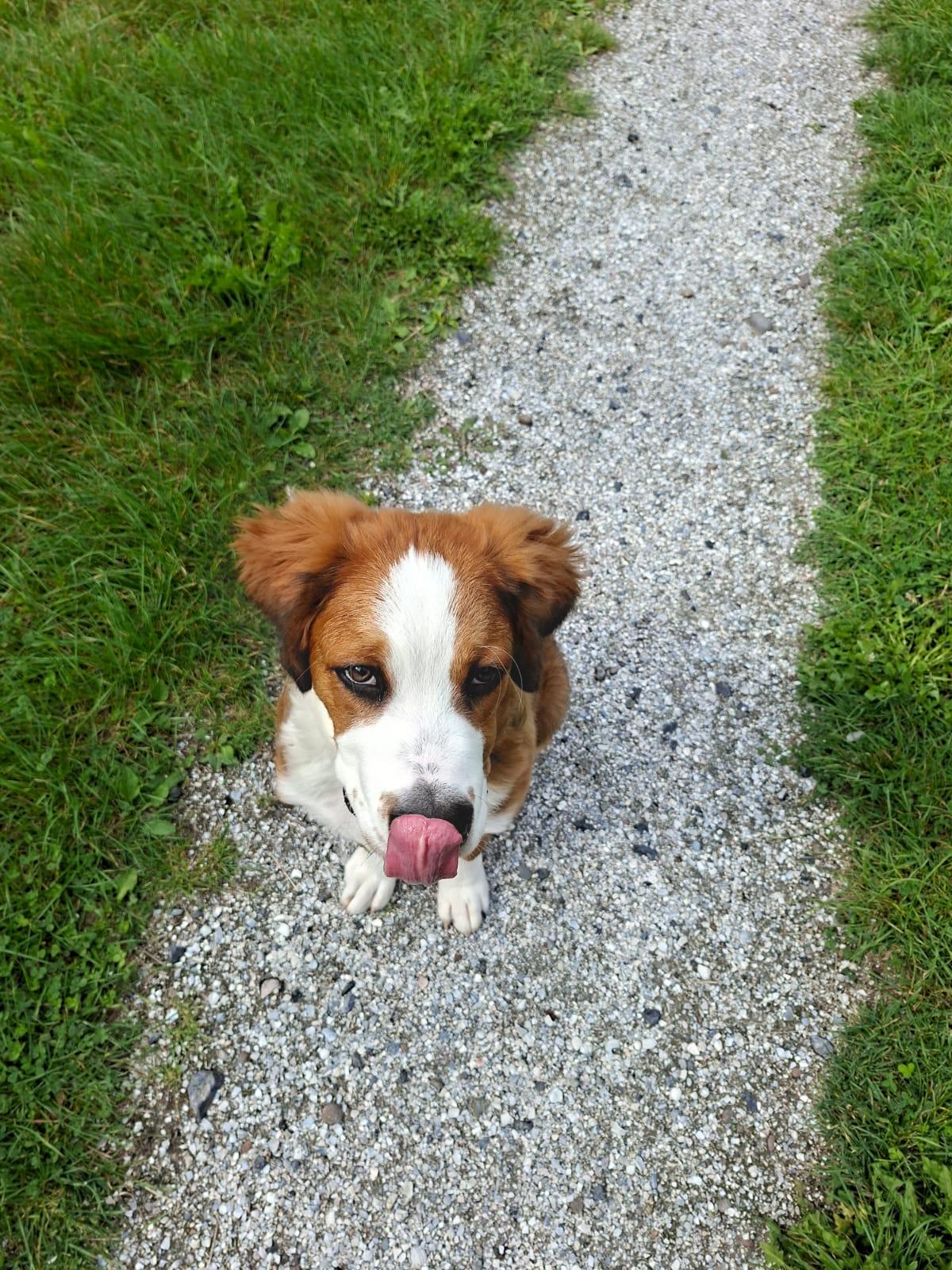 Teddy