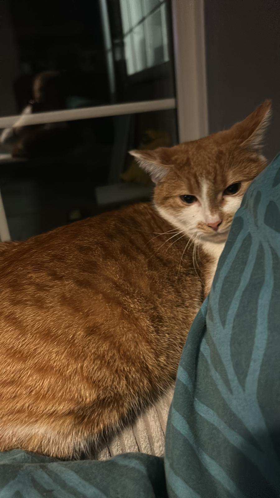 Edje
