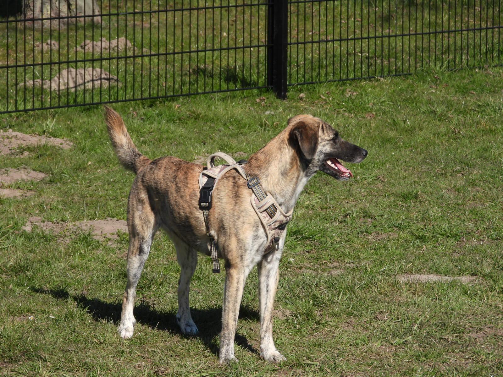 Mika