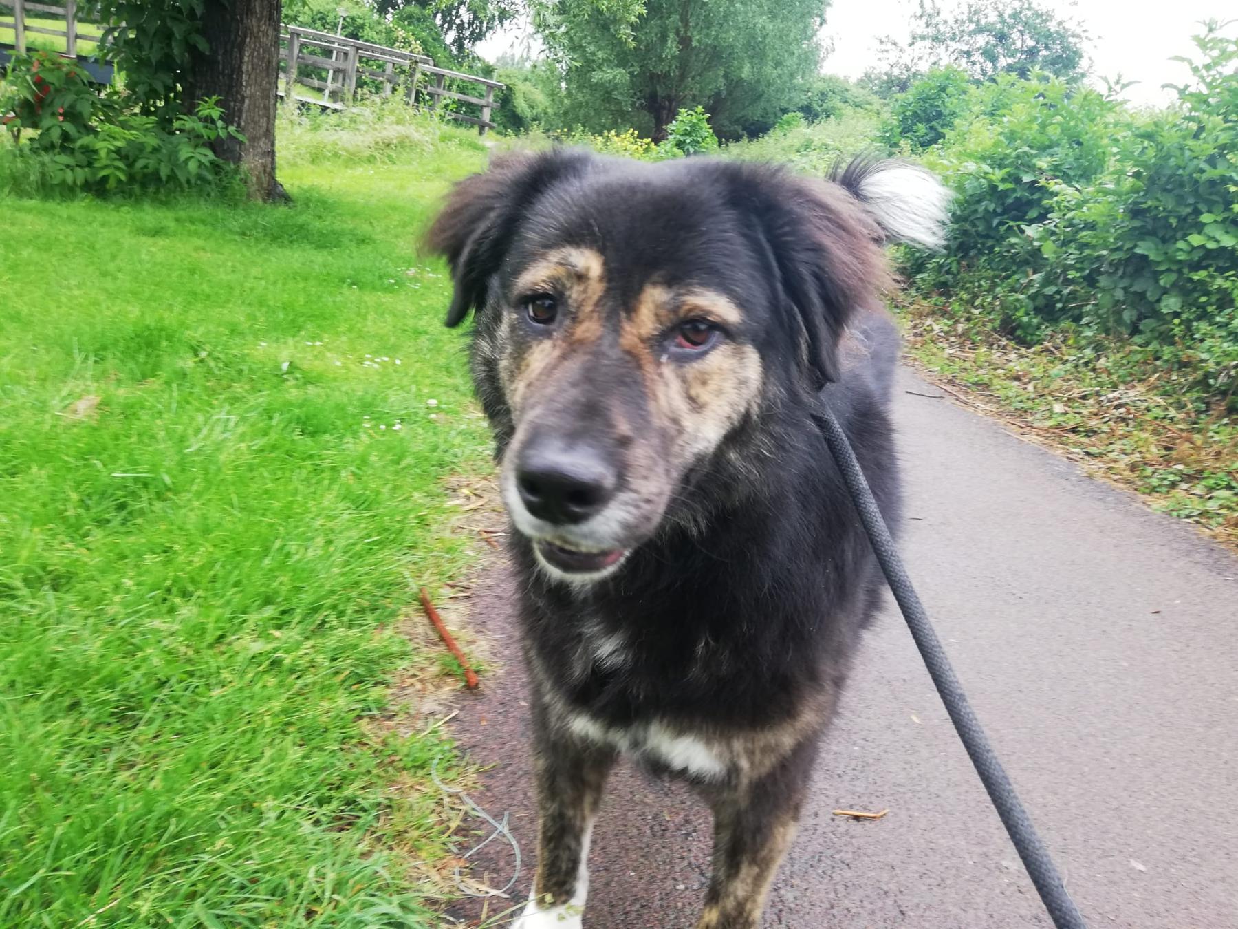 Dagni