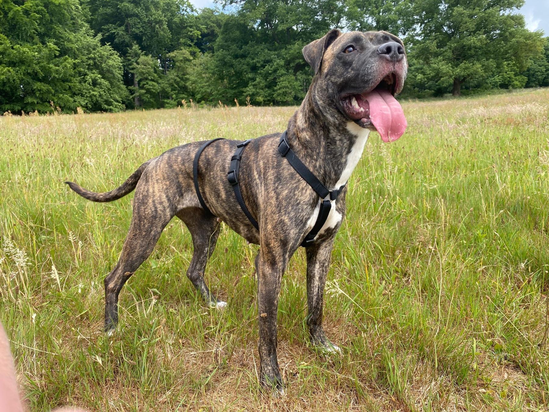 Diva