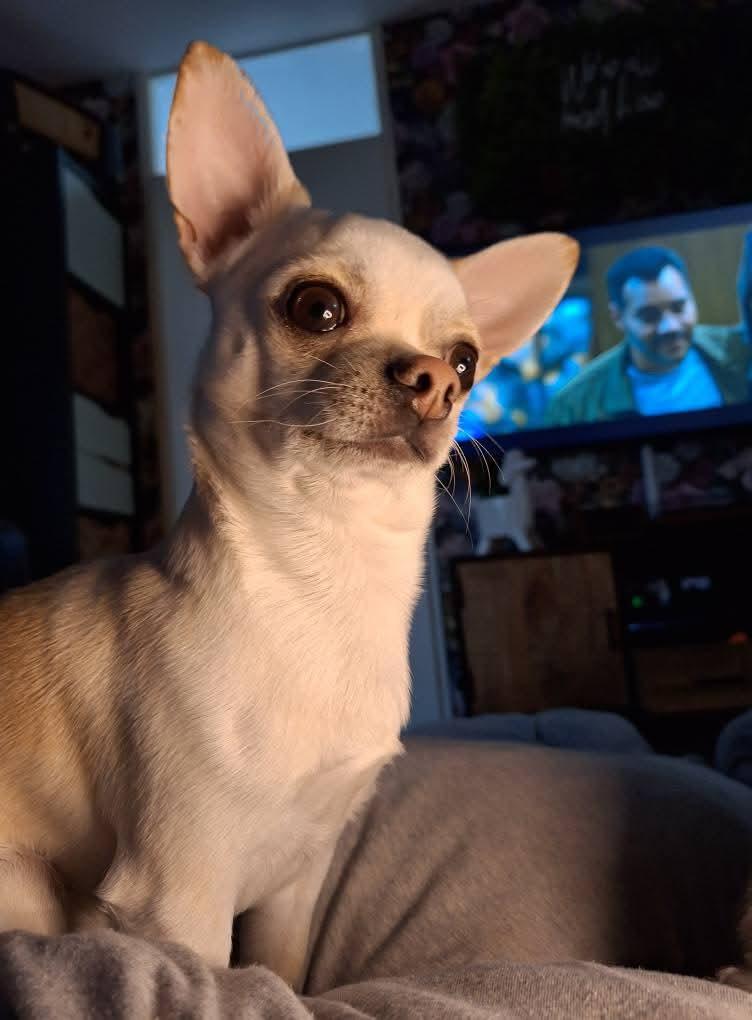Luca