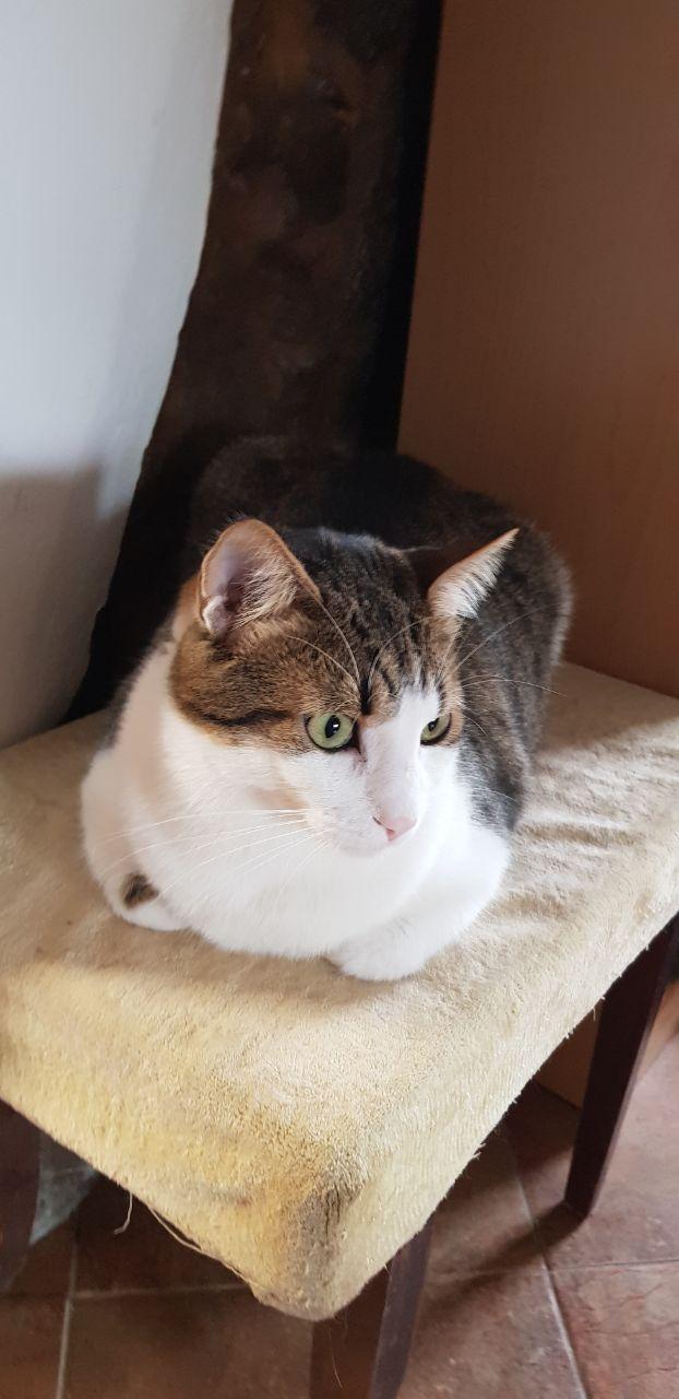 Pasha