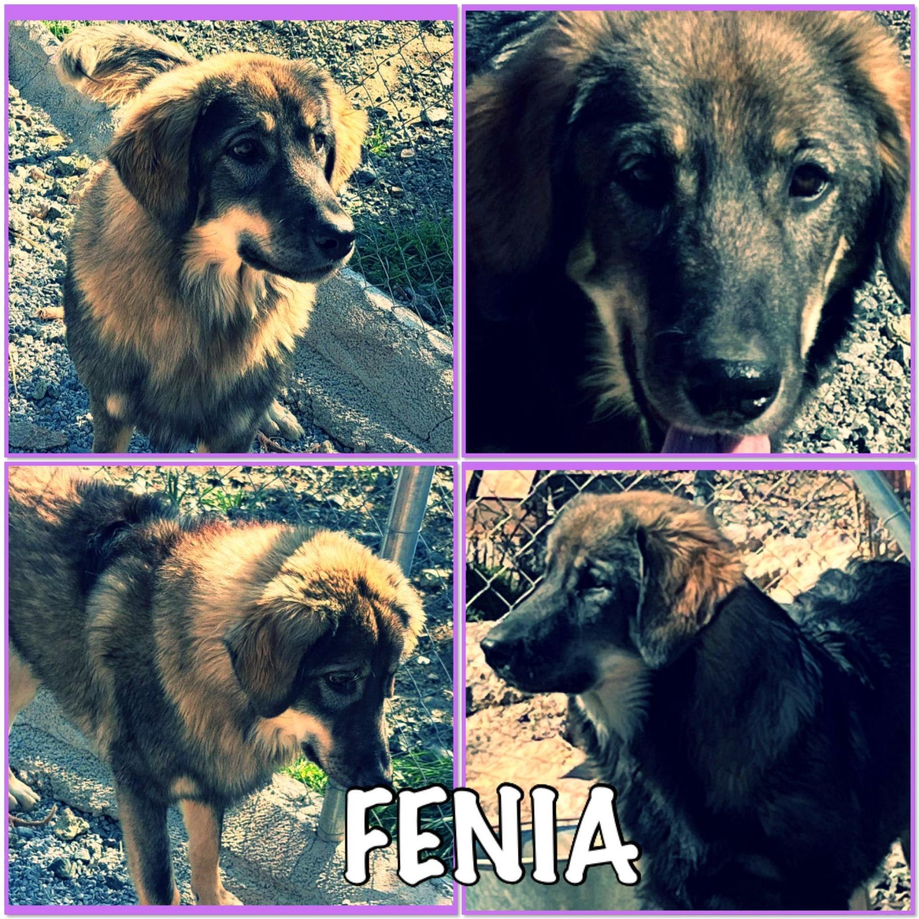 Fenia