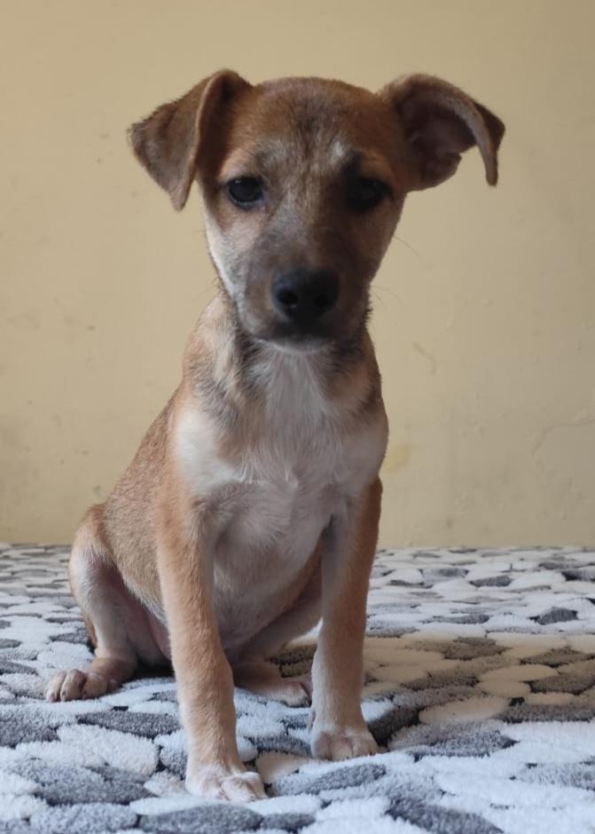 Linda