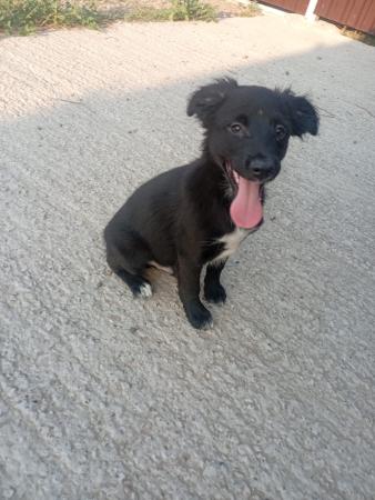 Oscar