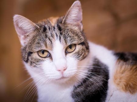 Agatha