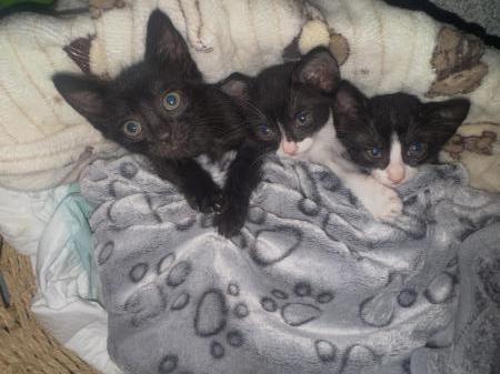Kittens