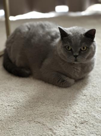 Simba