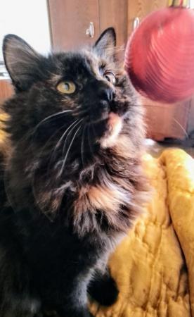 Maya