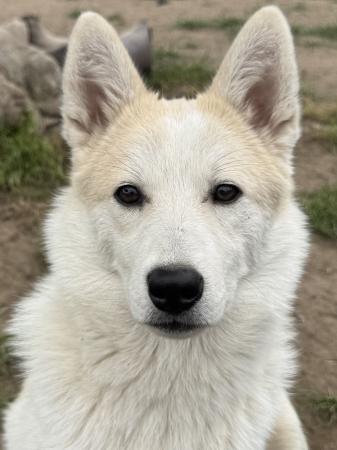 Reeva