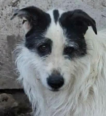 Molly