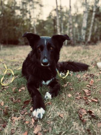 Pip