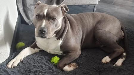 Luca