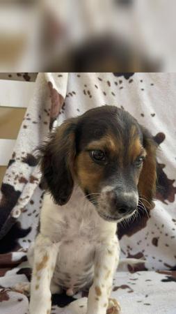 Alfie