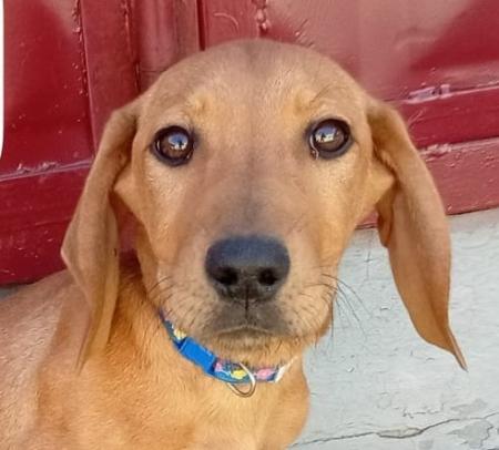 Boy