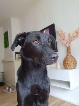 Maia